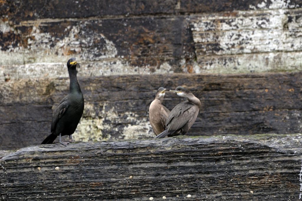 Cormorani sincronizzati